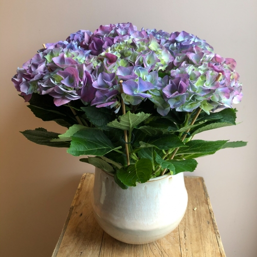 hortensia + pot