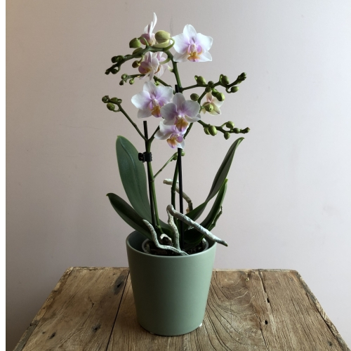 Orchidee + pot