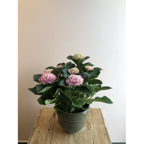 Korte hortensia + pot