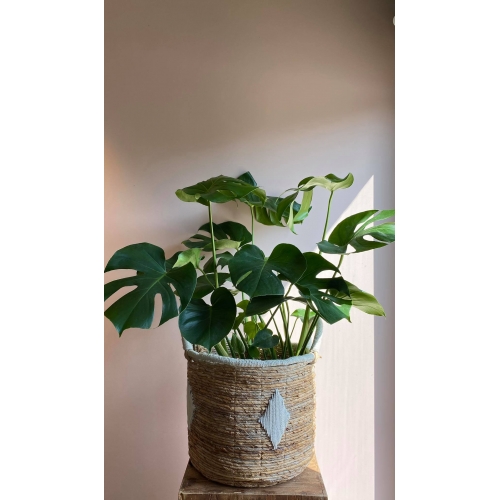 Plant met bohemian mand (medium)