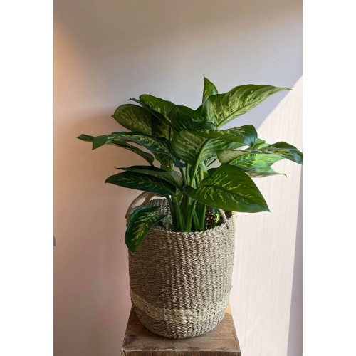 Lange mand + plant