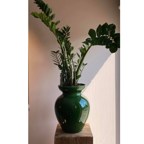 Groene vaas met plant