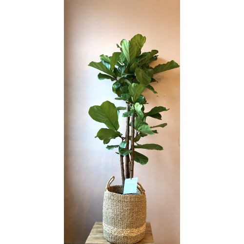 Ficus Large