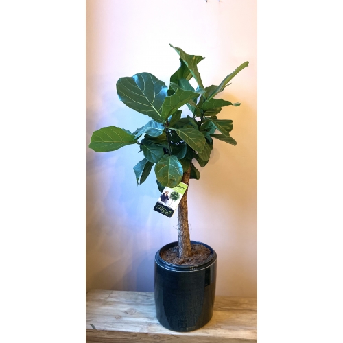 Ficus Medium grijs