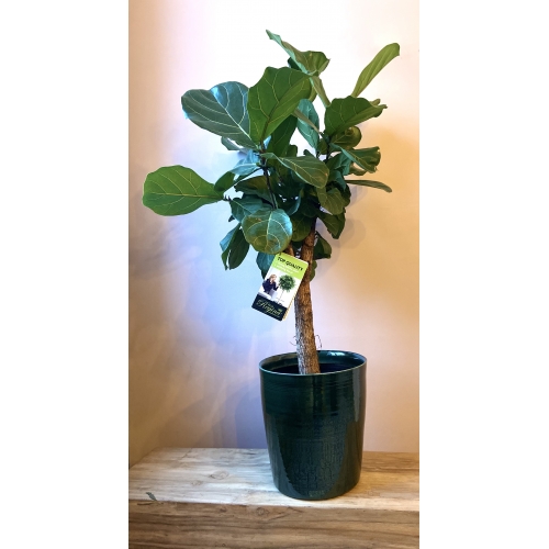 Ficus Medium groen