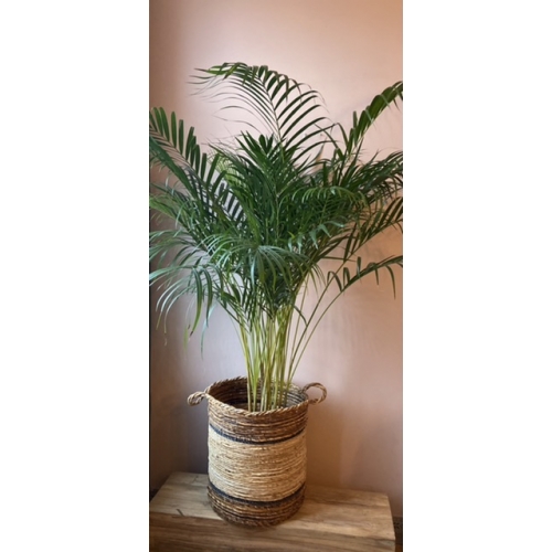 Areca Large (Mand beige-zwart)