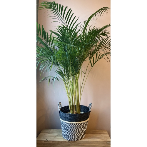 Areca Large (mand zwart-wit)