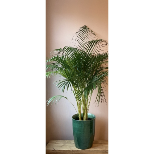 Areca Large groen