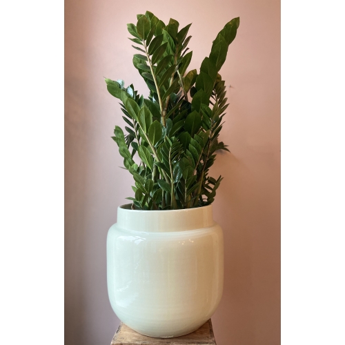 Zamioculcas wit