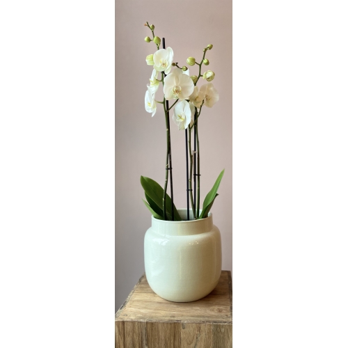 Orchidee wit