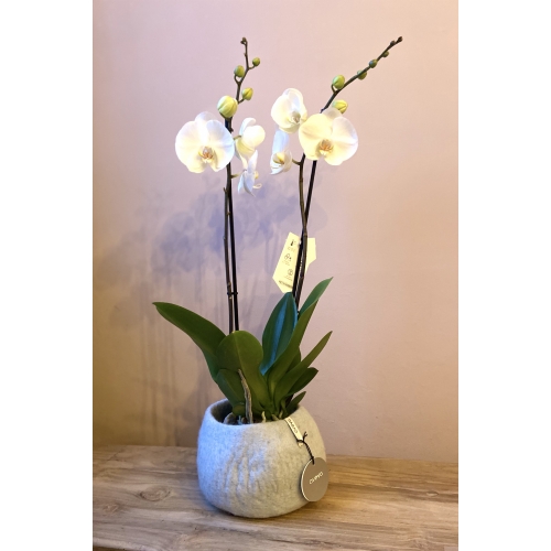 Orchidee vilt lichtblauw